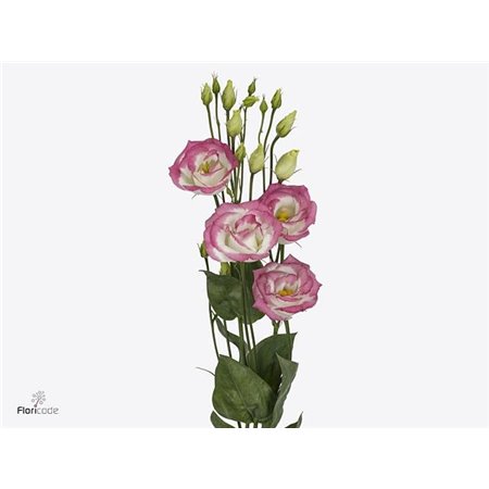 Eustoma Double Rosi Green c792
