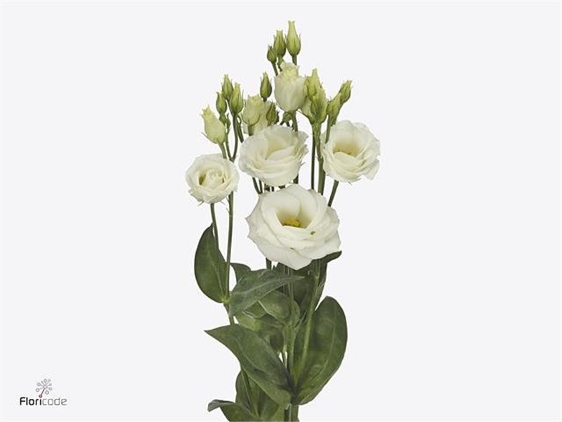 Eustoma Double Rosi White c795