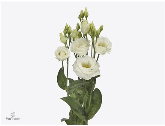 Eustoma Double Rosi White c796