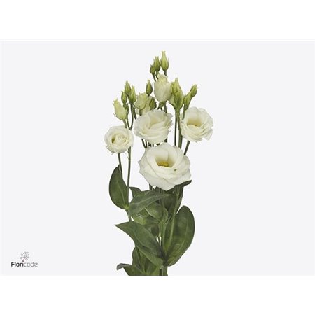 Eustoma Double Rosi White c796