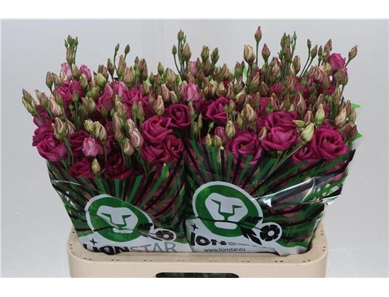 Eustoma Double Rosita Cherry c797