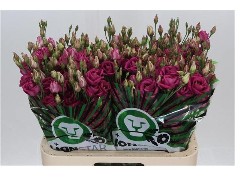 Eustoma Double Rosita Cherry c797