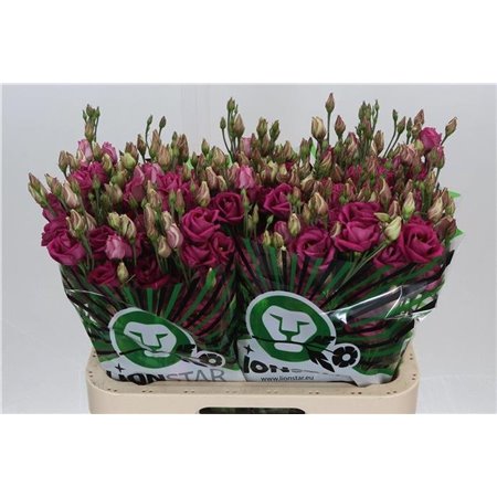 Eustoma Double Rosita Cherry c797