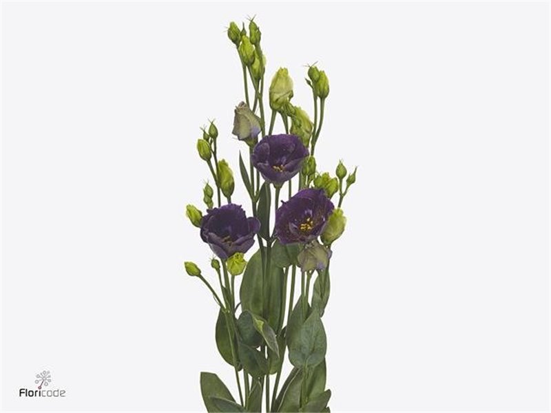 Eustoma Double Rosita Cherry c798