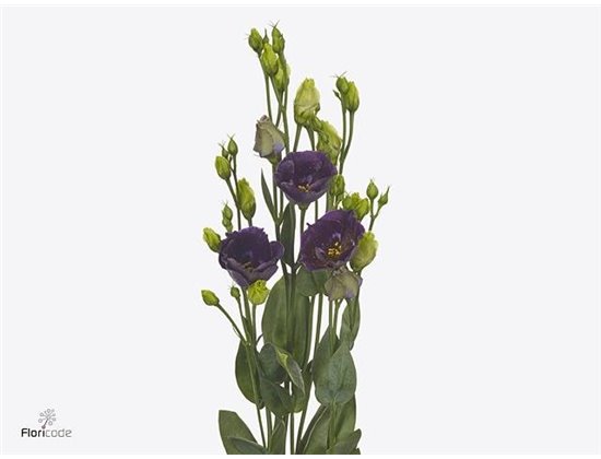 Eustoma Single Bohemian Black Violet c799