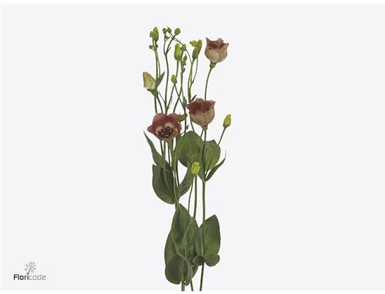 Eustoma Single Bohemian Choco c800