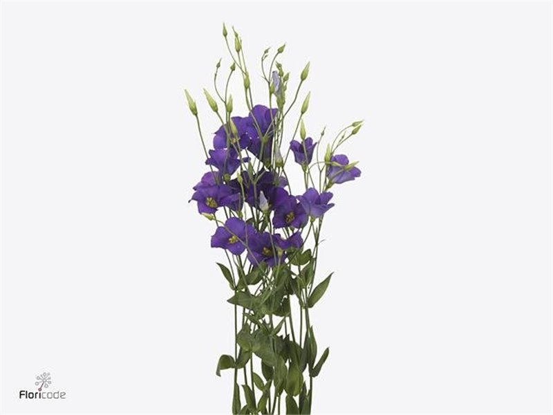 Eustoma Single Botanic Blue c801