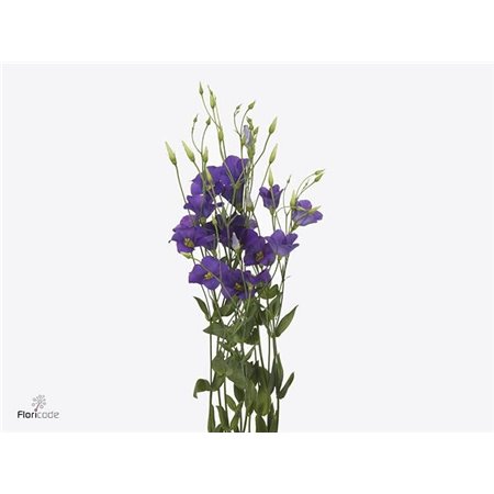 Eustoma Single Botanic Blue c801