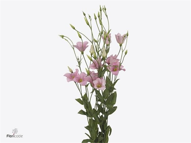 Eustoma Single Botanic Pink c802