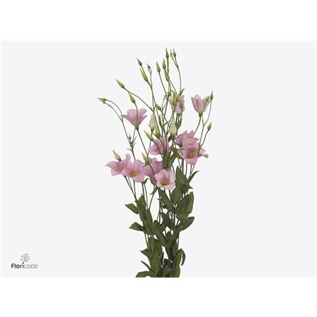 Eustoma Single Botanic Pink c802