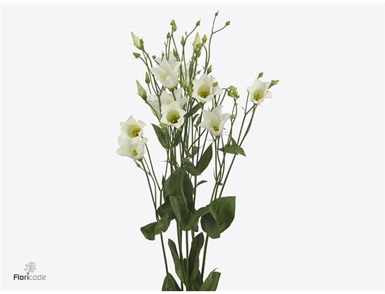 Eustoma Single Botanic White c803