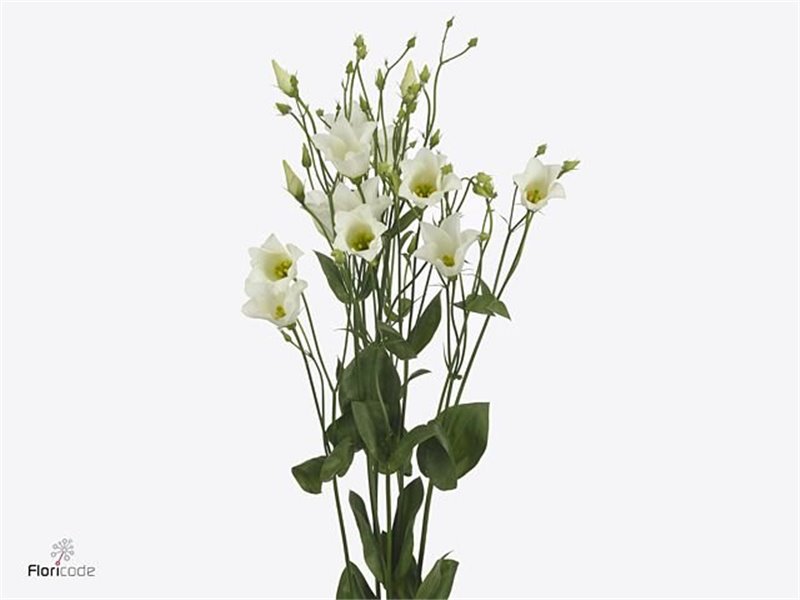 Eustoma Single Botanic White c803