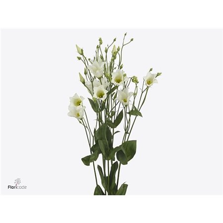 Eustoma Single Botanic White c803