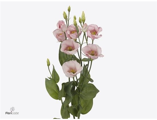 Eustoma Single Claire L Pink c804