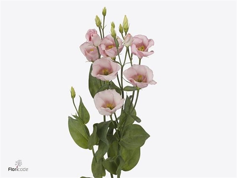Eustoma Single Claire L Pink c804