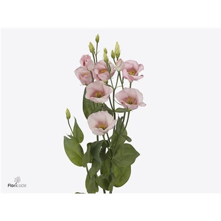 Eustoma Single Claire L Pink c804