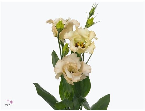 Eustoma Single Falda Apricot c805