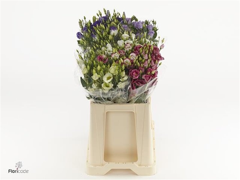 Eustoma Single Mixed in bucket c808