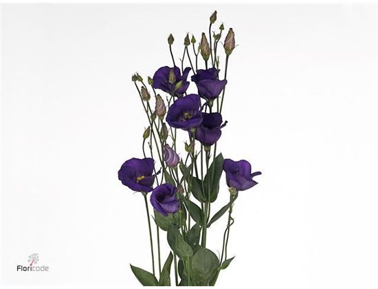 Eustoma Single Picco Violet c809