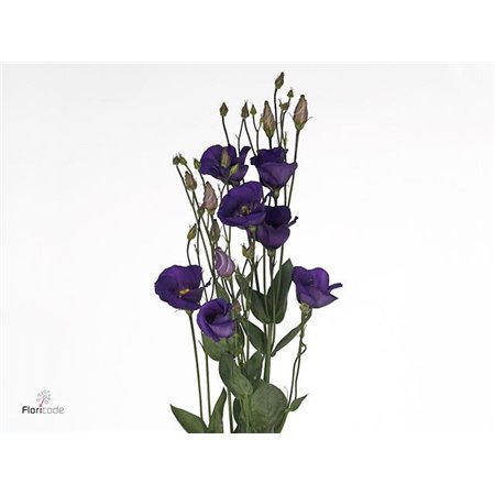 Eustoma Single Picco Violet c809