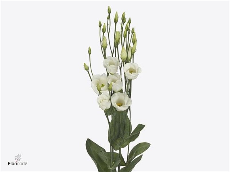 Eustoma Single Picco White c811