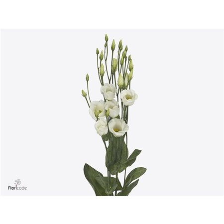 Eustoma Single Picco White c811