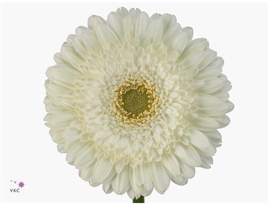 Gerbera .racket Gr Terra Icy c847
