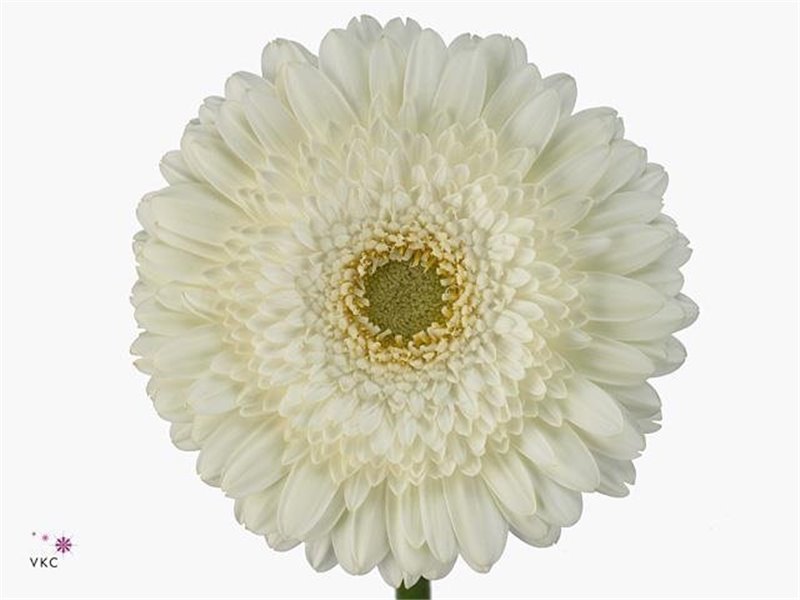 Gerbera .racket Gr Terra Icy c847