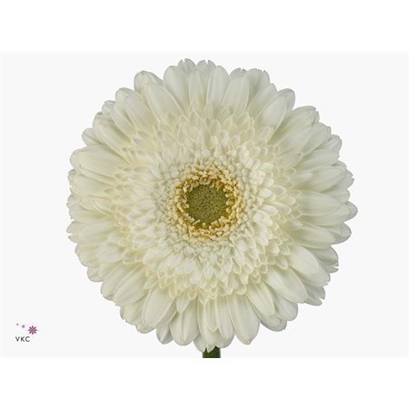 Gerbera .racket Gr Terra Icy c847