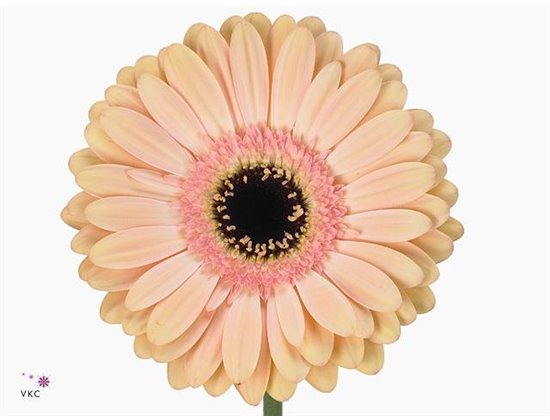 Gerbera * Alliance x20 c911