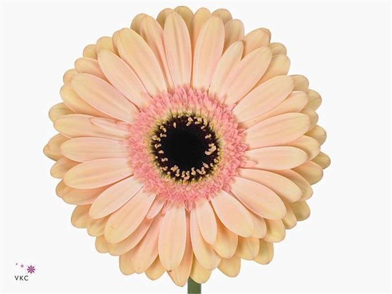 Gerbera * Alliance x20 c911