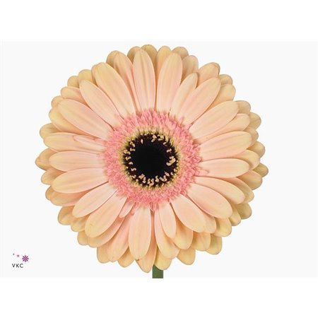 Gerbera * Alliance x20 c911