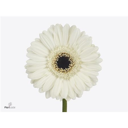 Mini Gerbera Lido x20 c964
