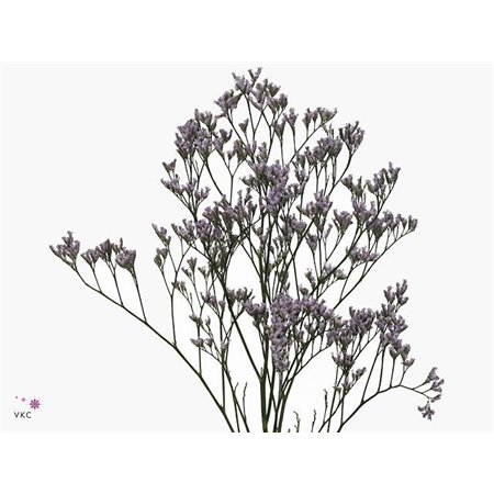Limonium Saf Lilac c1296