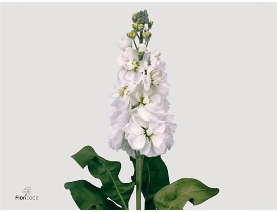 Matth. Centum White c1327