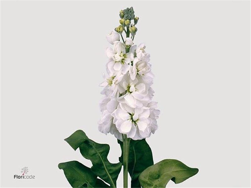 Matth. Centum White c1327