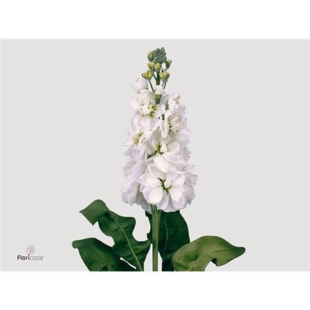 Matth. Centum White c1327