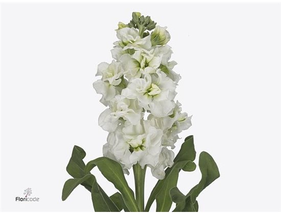 Matth. Iron White c1328