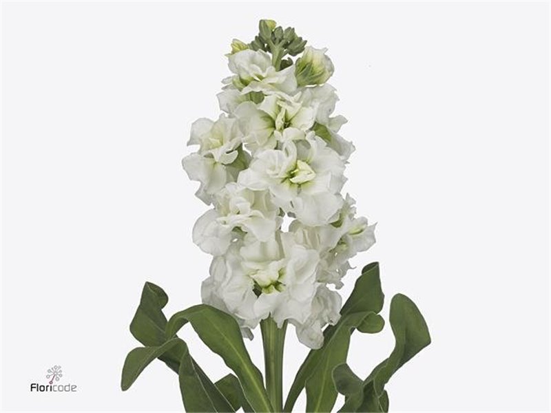Matth. Iron White c1328