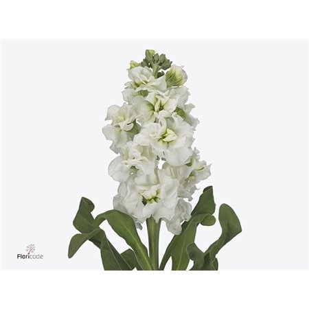 Matth. Iron White c1328
