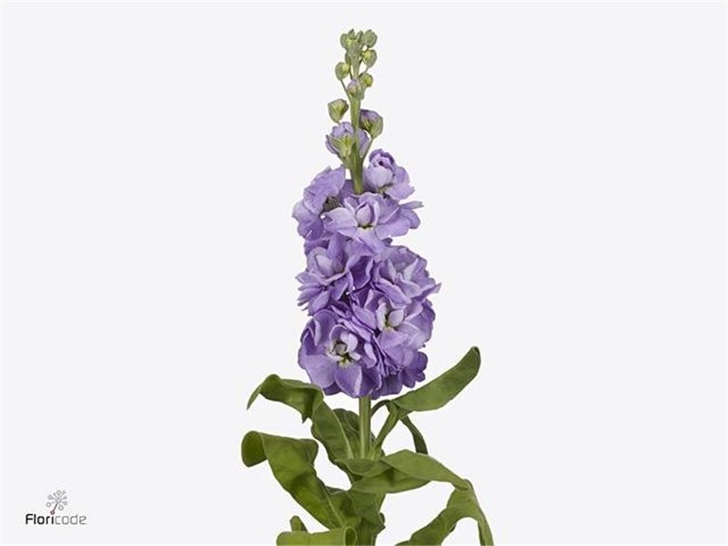Matth. Mathilda Lavender c1330