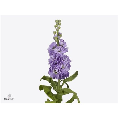 Matth. Mathilda Lavender c1330