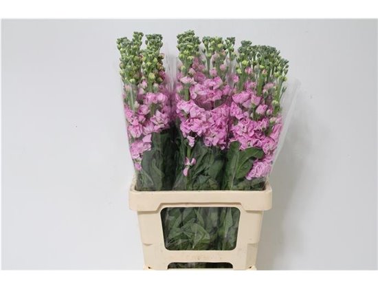 Matthiola Stocks Iron x30 Pink c1336