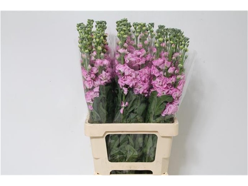 Matthiola Stocks Iron x30 Pink c1336