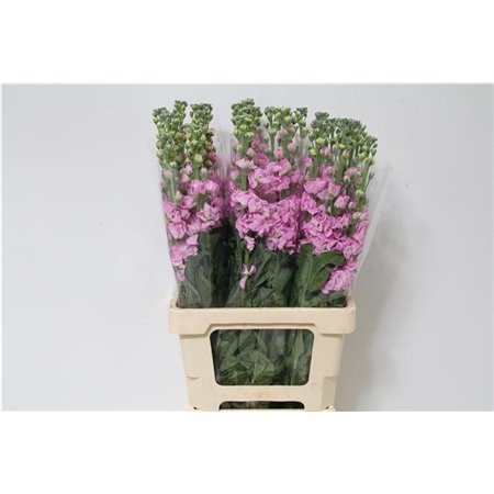 Matthiola Stocks Iron x30 Pink c1336