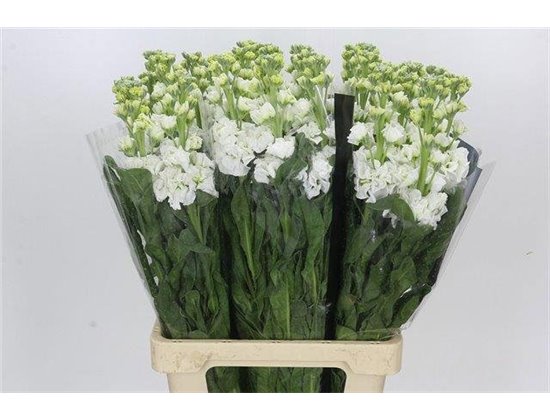Matthiola Stocks Iron x30 White c1337