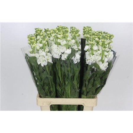 Matthiola Stocks Iron x30 White c1337