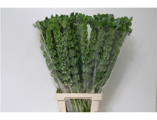 Matthiola Stocks Iron x30 White c1338