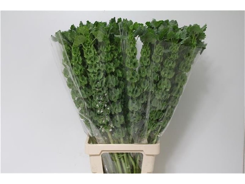 Matthiola Stocks Iron x30 White c1338
