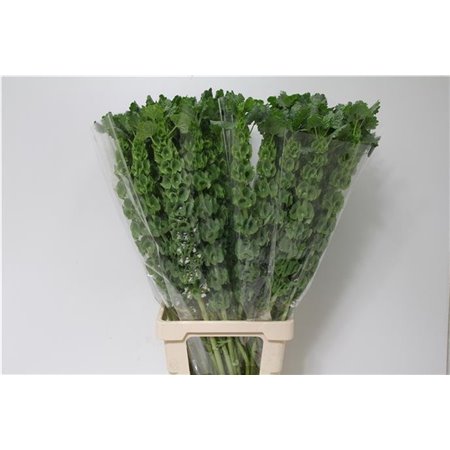 Matthiola Stocks Iron x30 White c1338